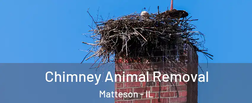  Chimney Animal Removal Matteson - IL