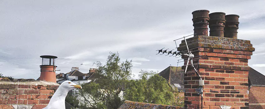 Chimney Cleaning And Restoration in Matteson, Illinois